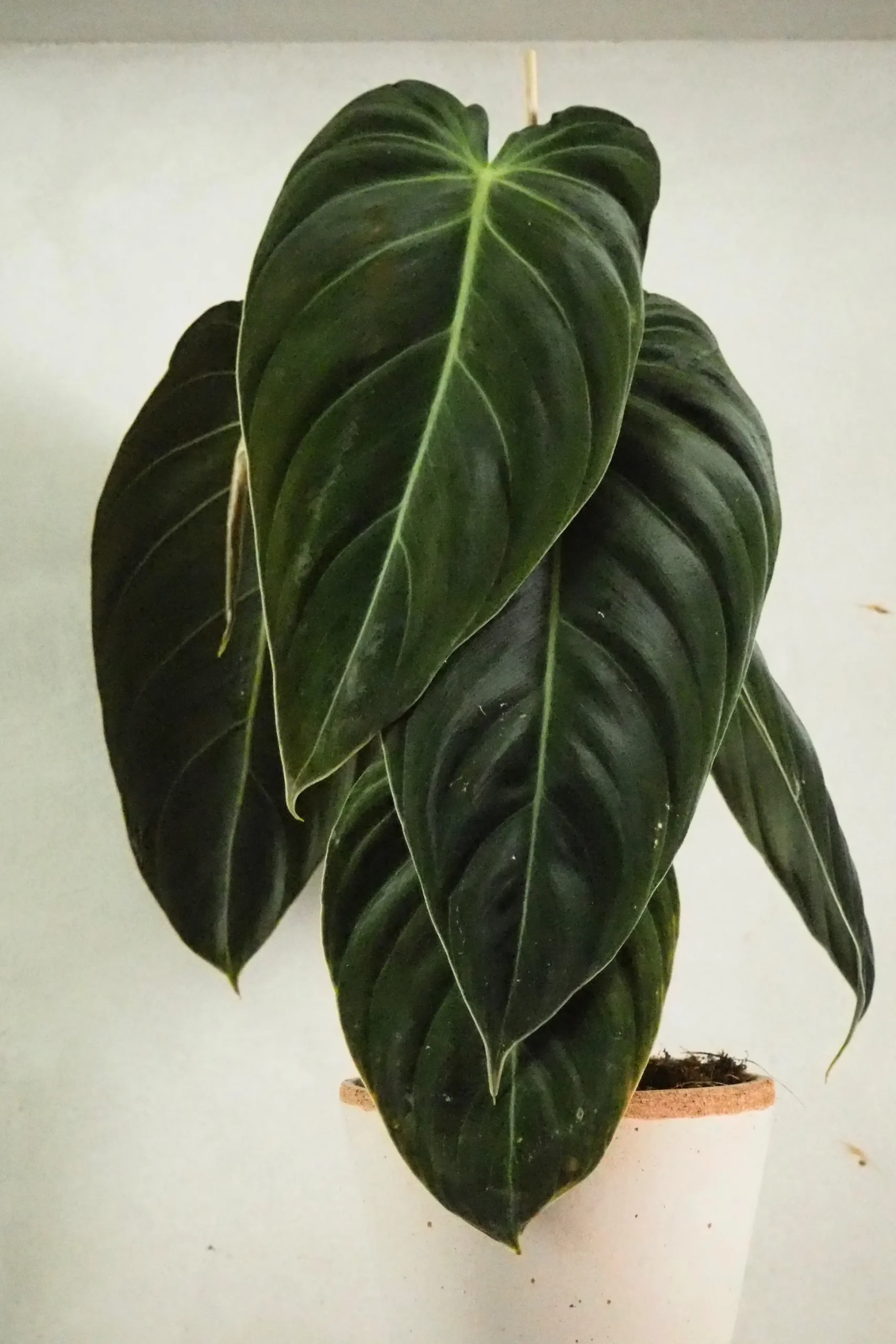 Philodendron Melanochrysum