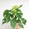 Philodendron Minima