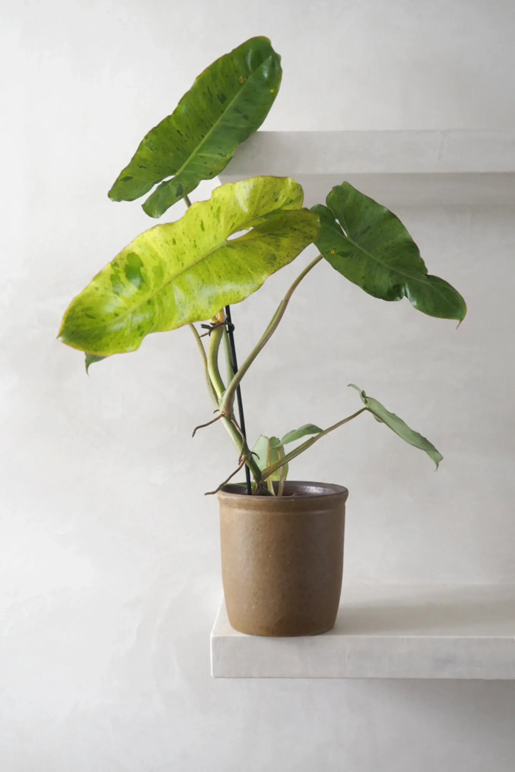 Philodendron paraiso verde