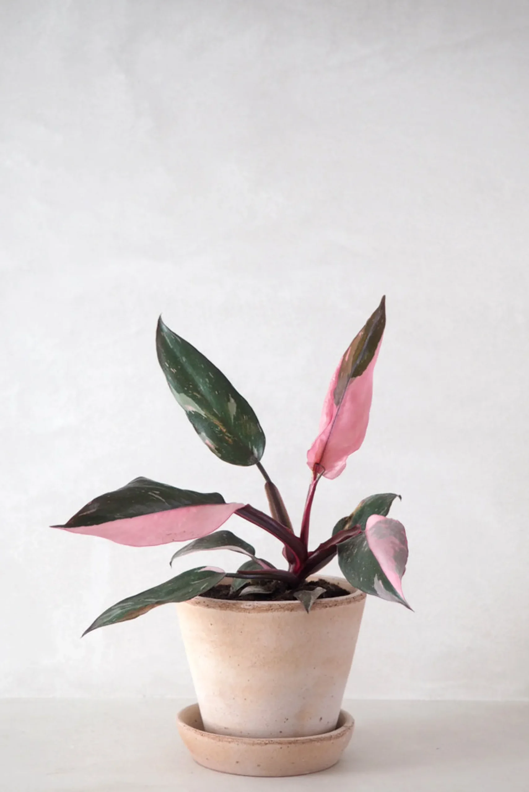 Philodendron Pink princess