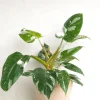 Philodendron white princess