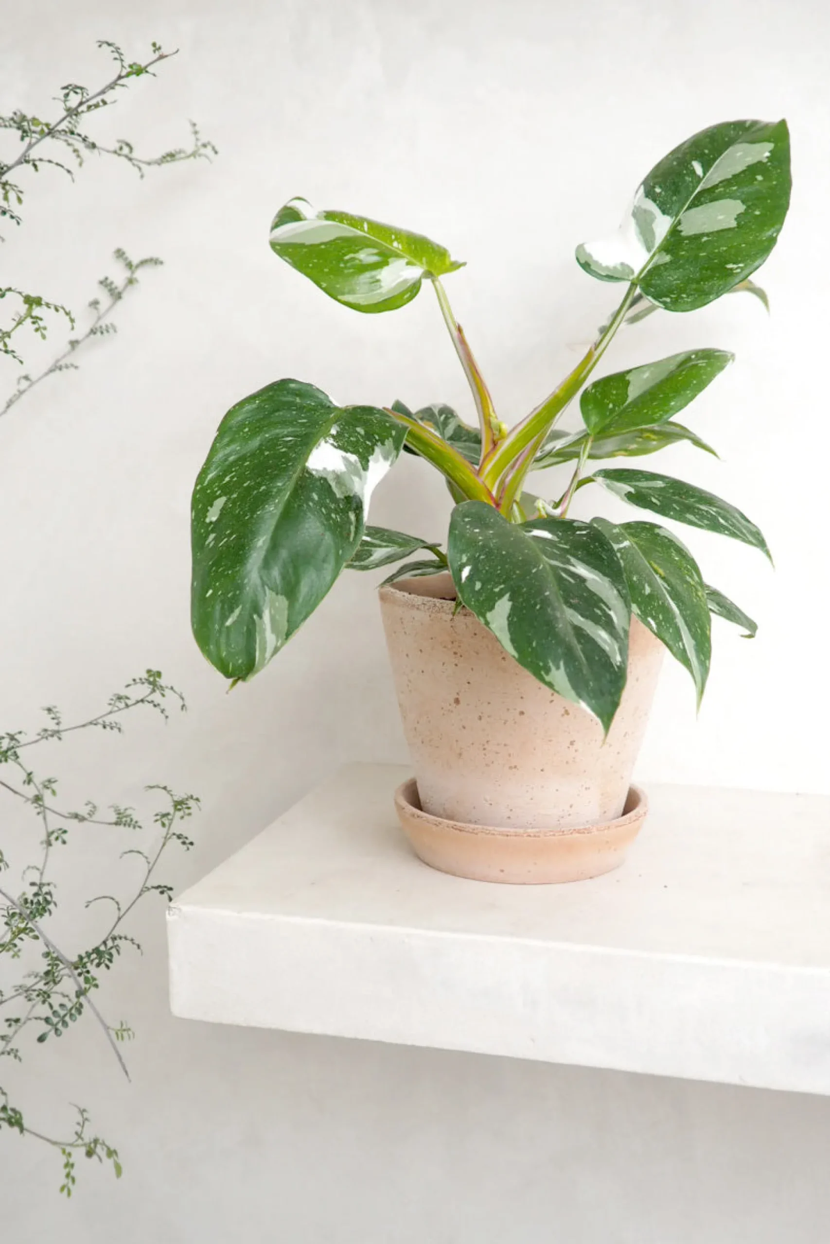 Philodendron white princess