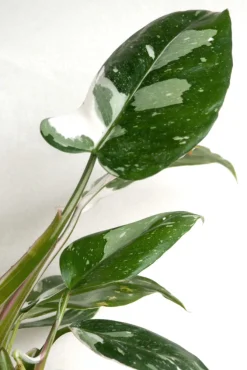 Philodendron white princess
