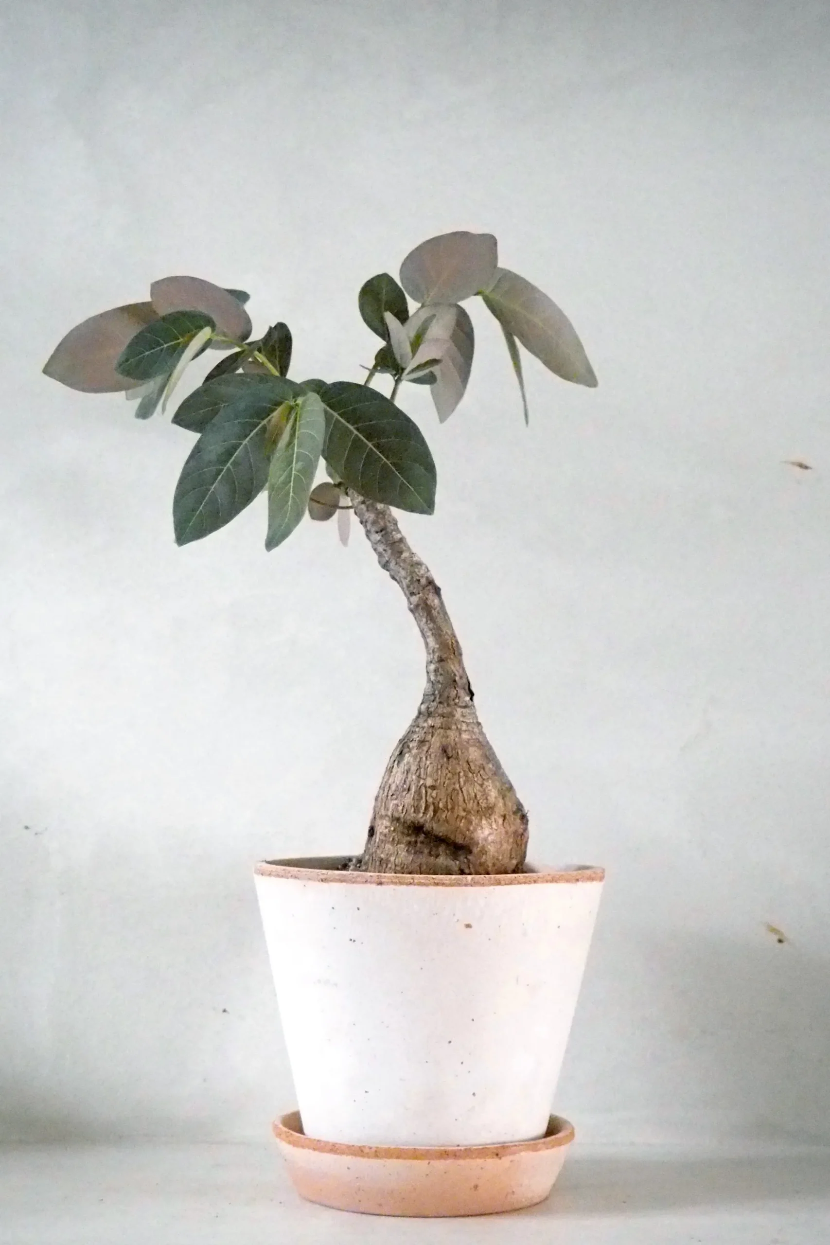 Phyllanthus mirabilis