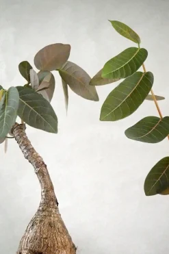 Phyllanthus mirabilis