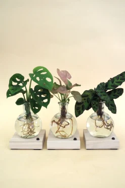 Plantelampe, Dracena