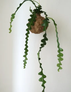 Planteplanet, Fiskebenskaktus