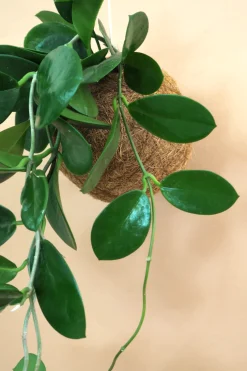Planteplanet, Hoya carnosa