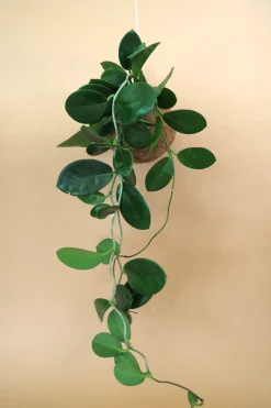 Planteplanet, Hoya carnosa