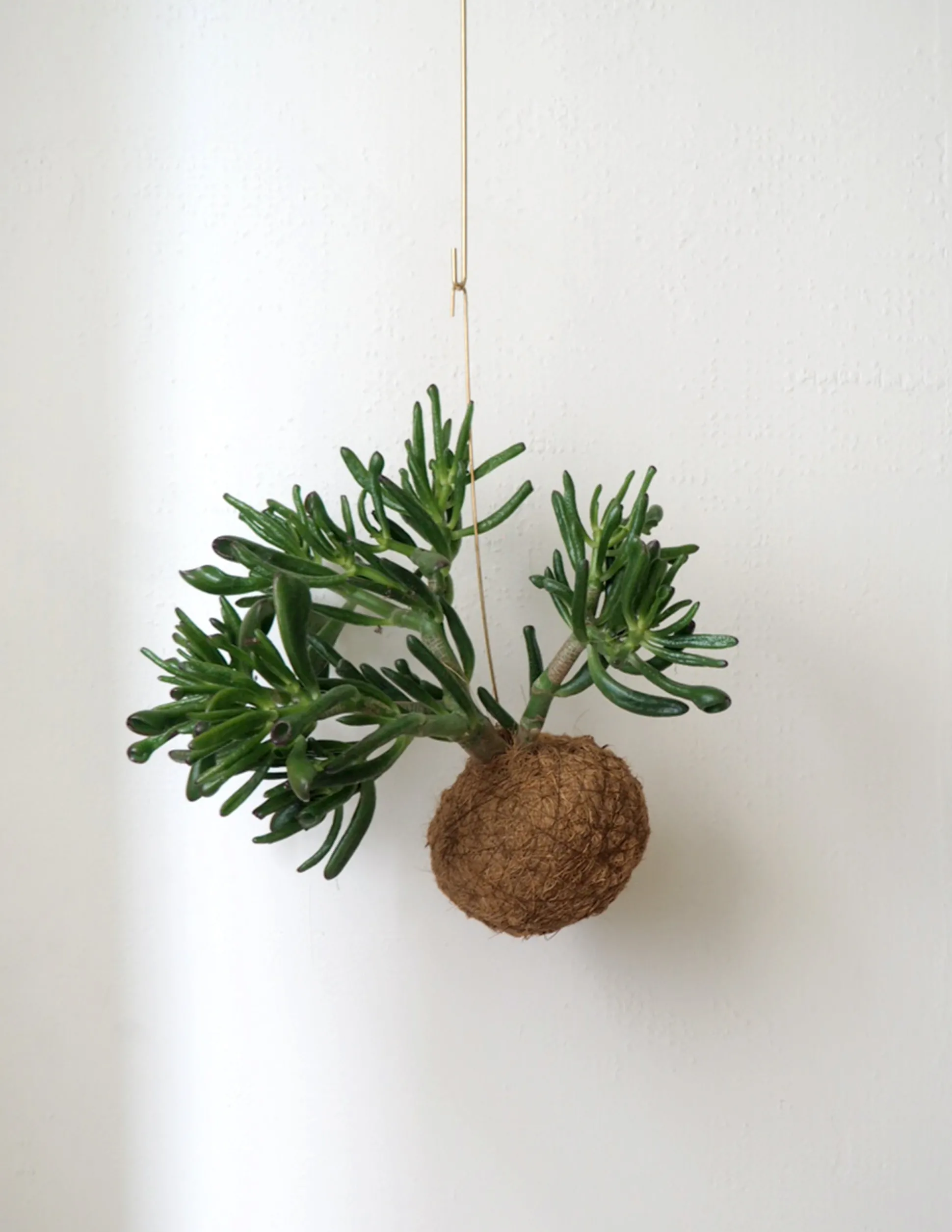 Planteplanet, Organ Pipe