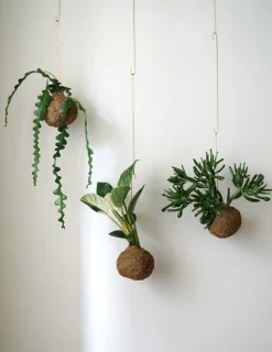 Planteplanet, Organ Pipe