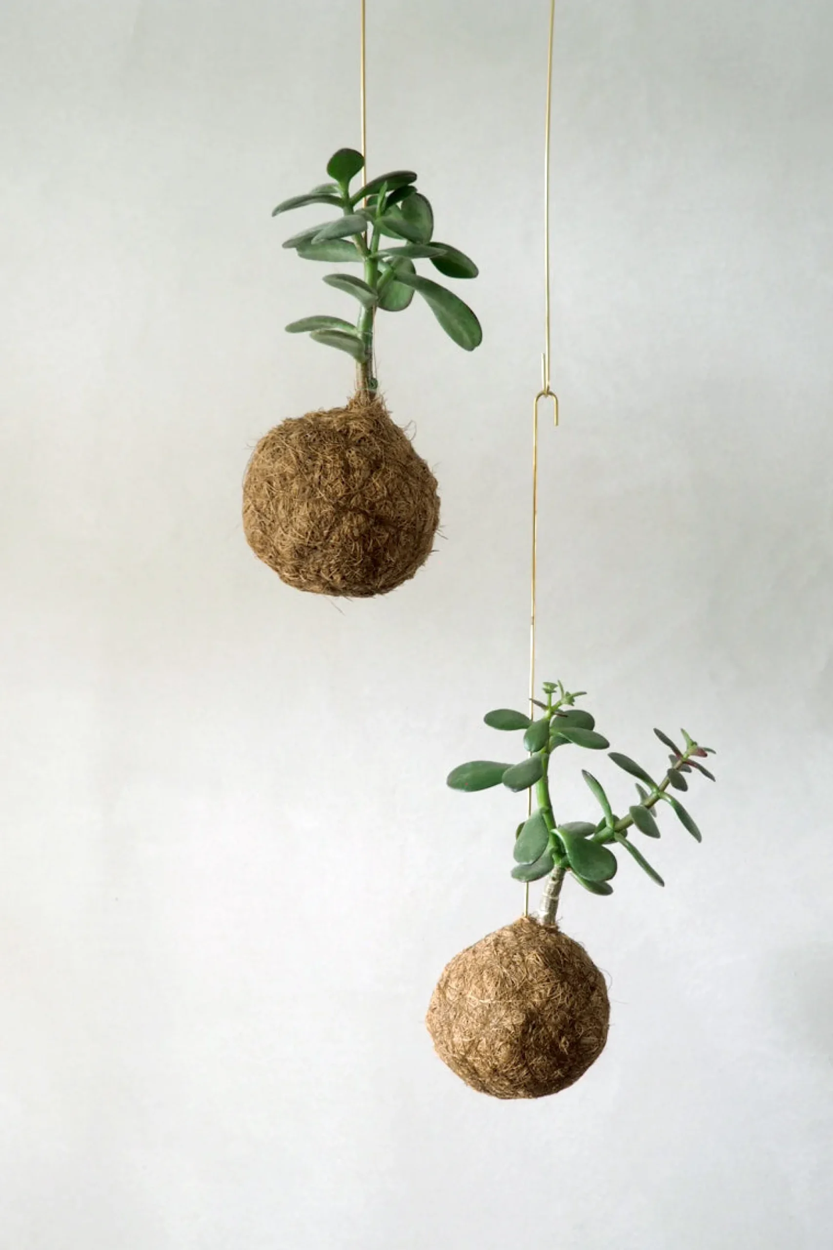 Planteplanet, Paradistræ