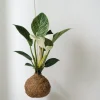 Planteplanet, Philodendron Birkin