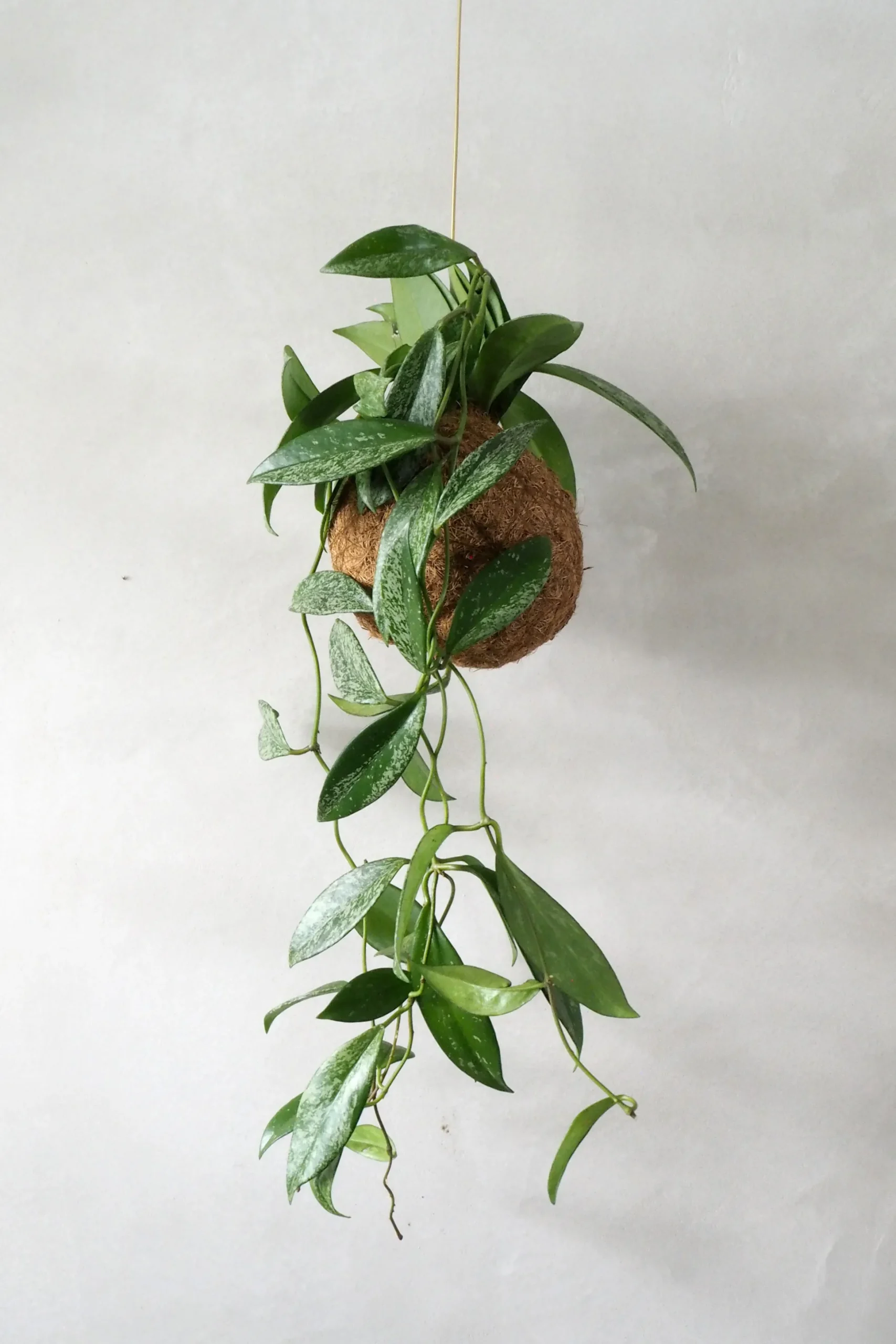 Planteplanet, Silver spot leaf