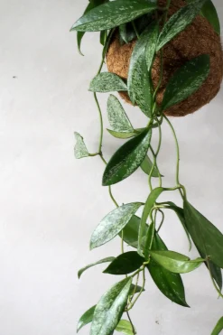 Planteplanet, Silver spot leaf