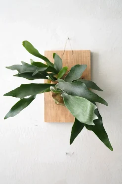 Plantetrofæ, Hjortetak, large