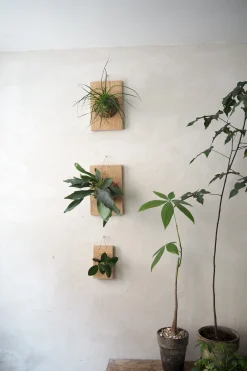 Plantetrofæ, Hjortetak, large