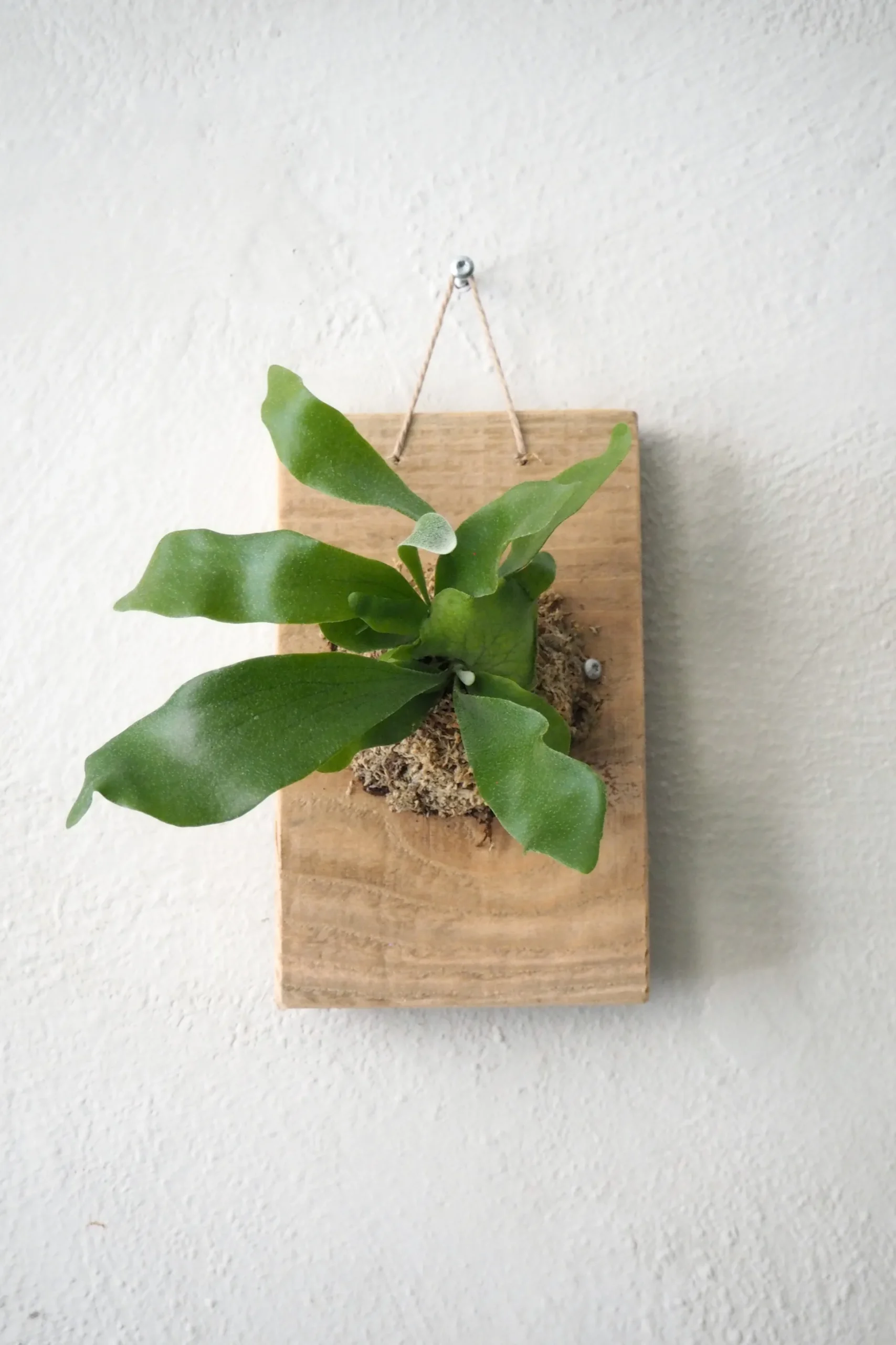 Plantetrofæ, Hjortetak, small