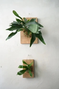 Plantetrofæ, Hjortetak, small