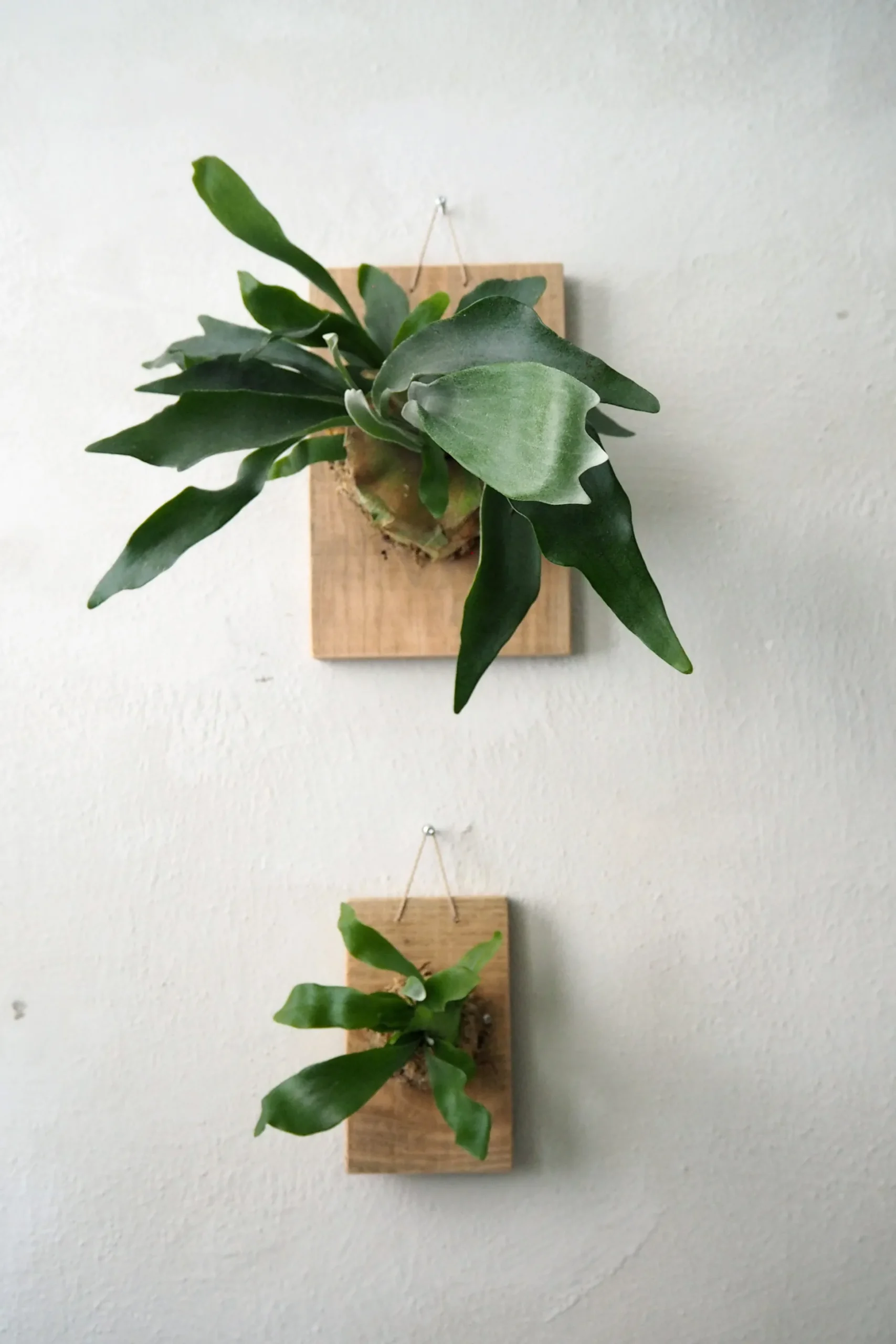 Plantetrofæ, Hjortetak, small