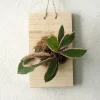 Plantetrofæ, Hoya flamingo dream, small