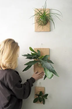 Plantetrofæ, Hoya, small