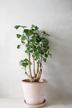 Polyscias Balfourian