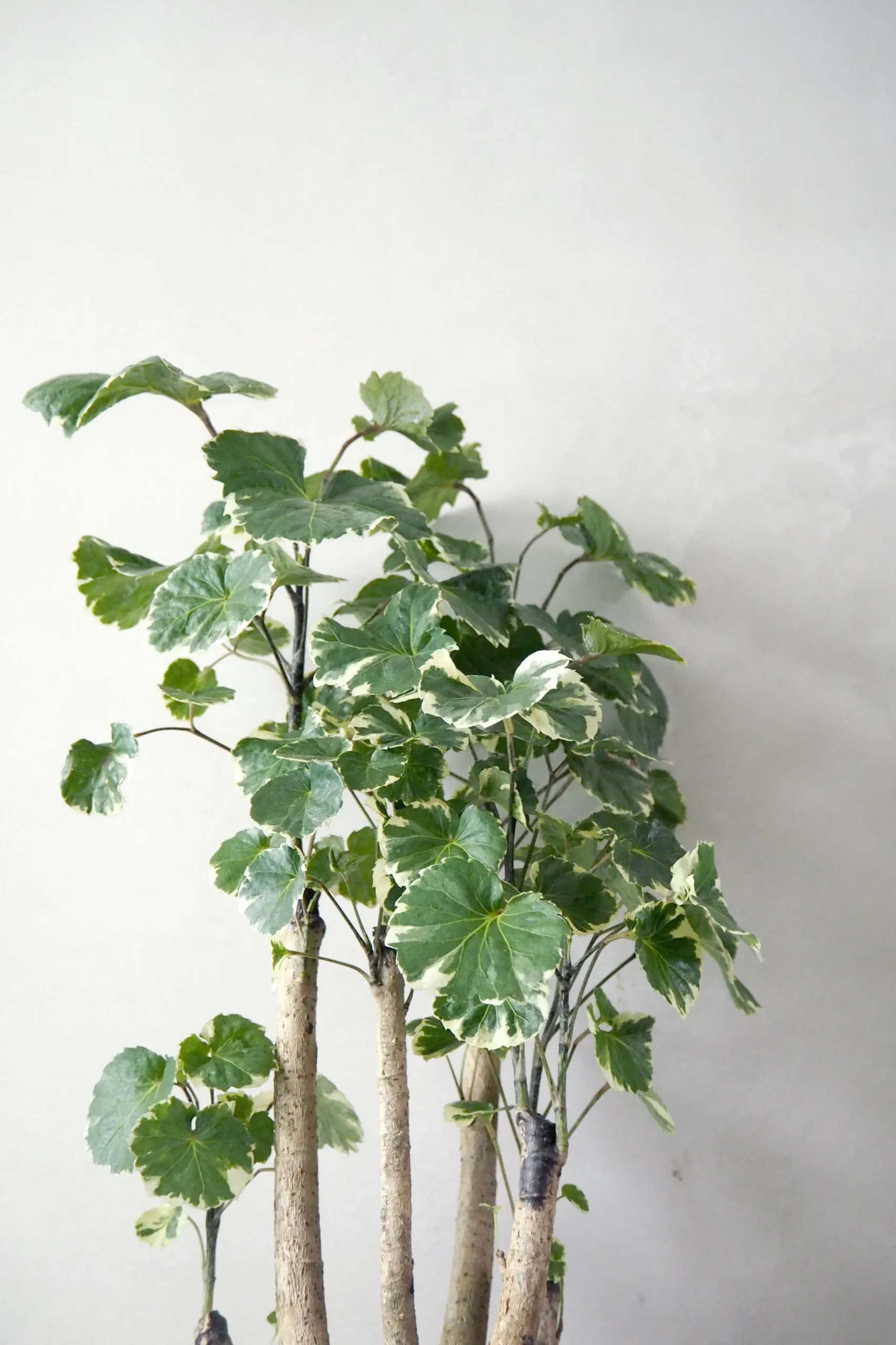 Polyscias Balfourian