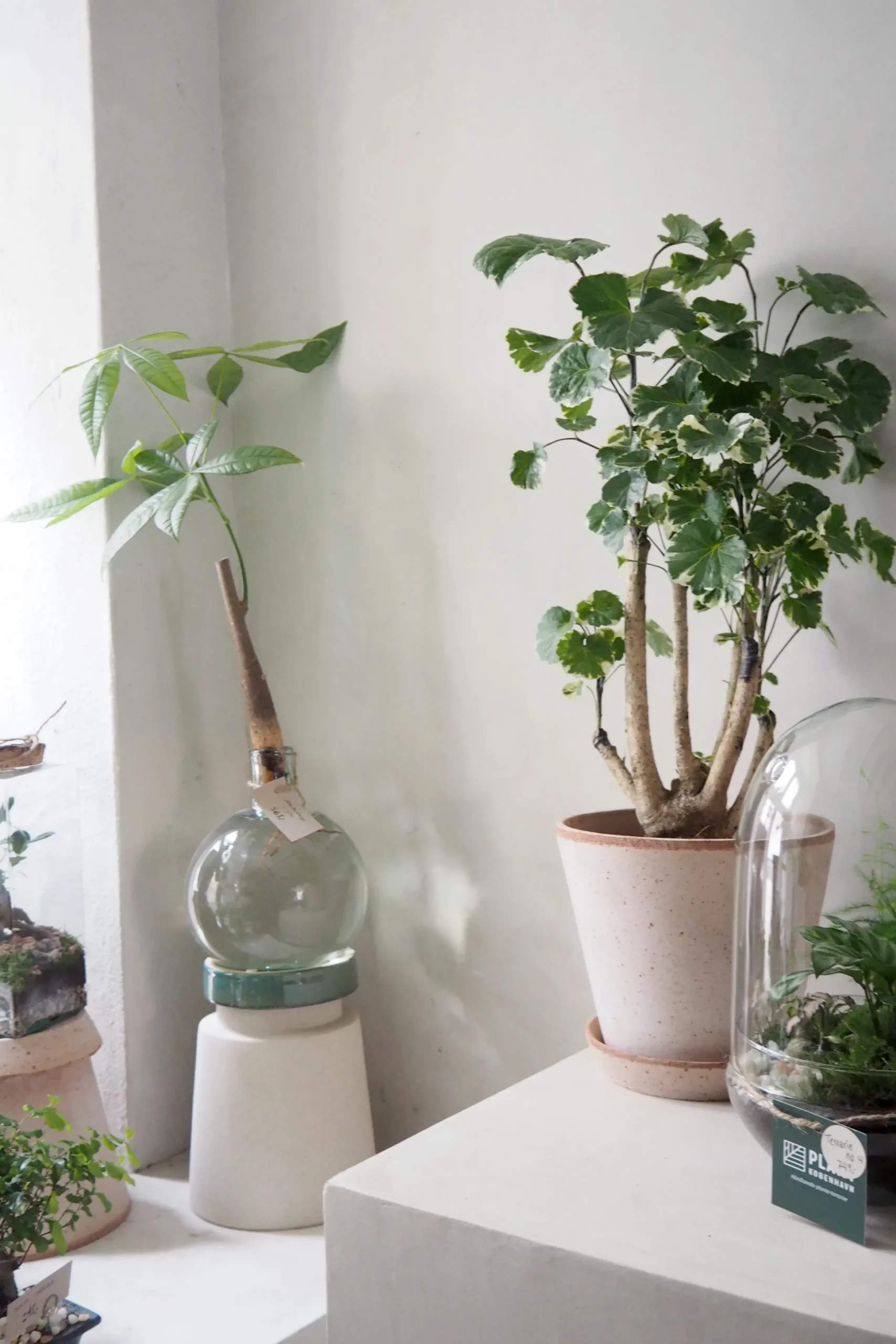 Polyscias Balfourian