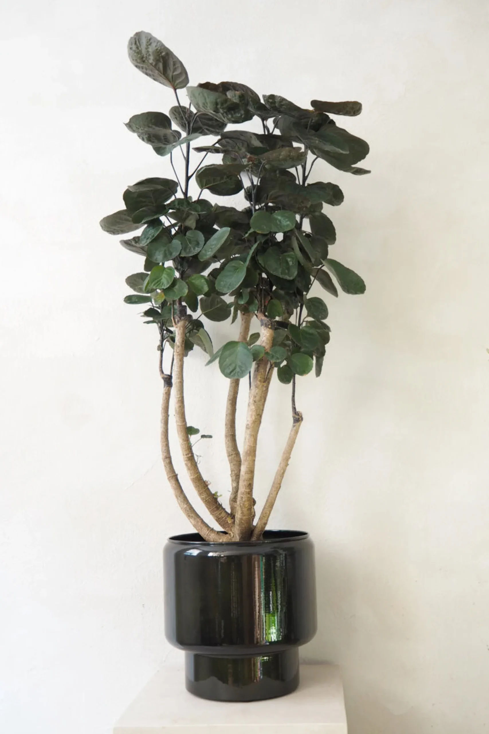 Polyscias Fabian, stor