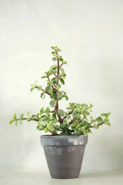 Portulacaria afra
