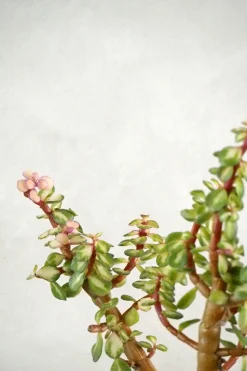 Portulacaria afra 'Medio-picta'