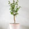 Portulacaria afra Opstammet