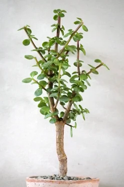 Portulacaria afra Opstammet