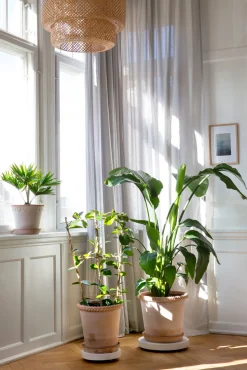 Rolling stones - rulleplade til gulvplanter