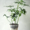 Schefflera