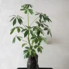 Schefflera på Lavasten
