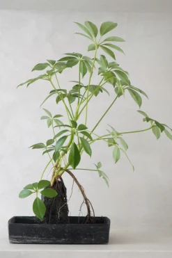 Schefflera på Lavasten