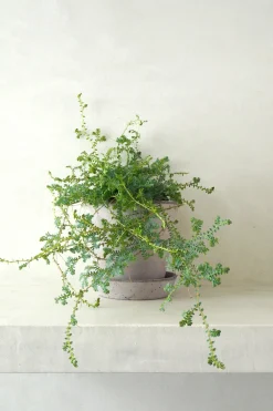 Seleginelle Peacock bregne