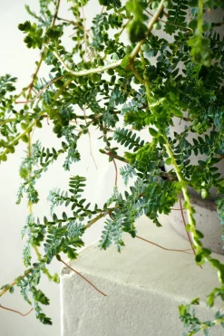 Seleginelle Peacock bregne