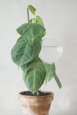 Selvvandingsglas, 4 stk