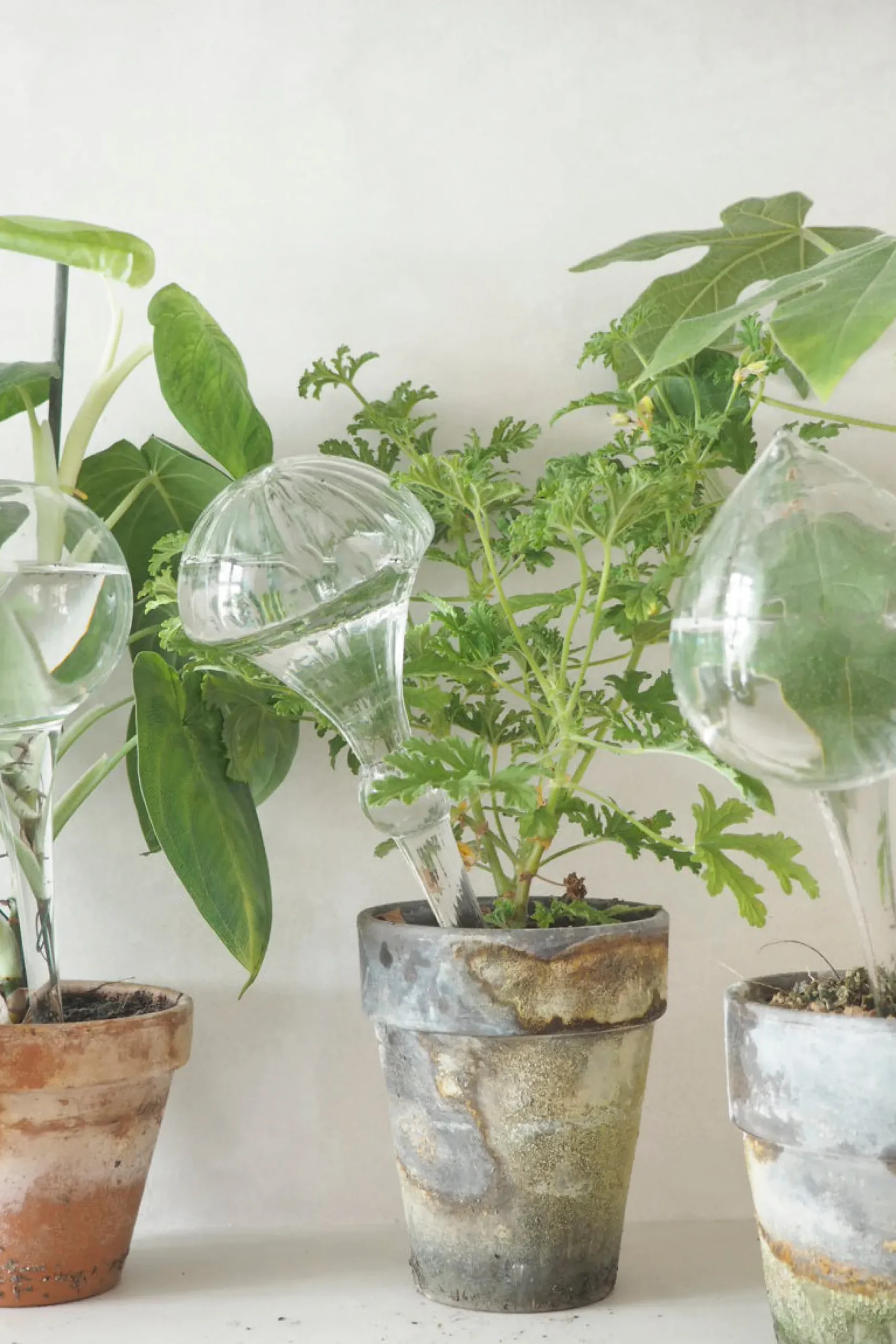 Selvvandingsglas, globe