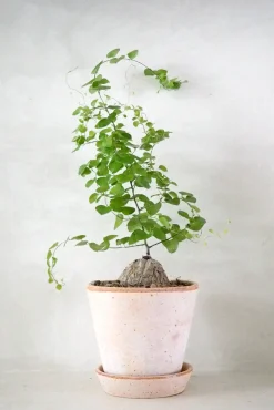 Skildpaddeplante - Dioscorea Elepantipes