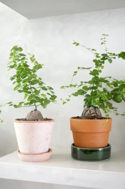 Skildpaddeplante - Dioscorea Elepantipes