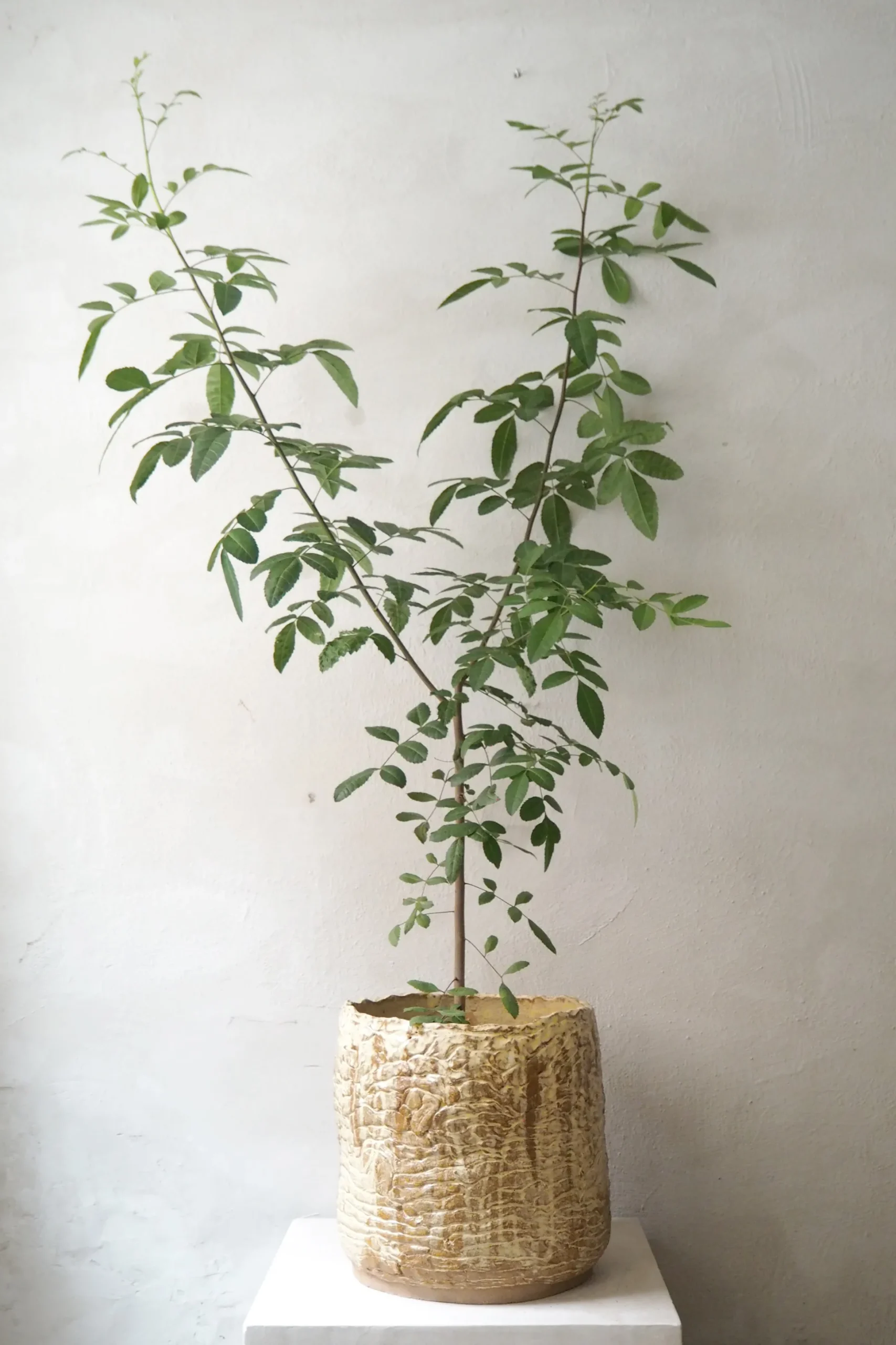 StineMei - Wood Yellow