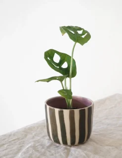 StineMei Plantekop - Stribet grøn