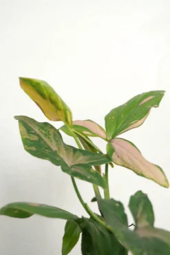 Syngonium red spot tricolor