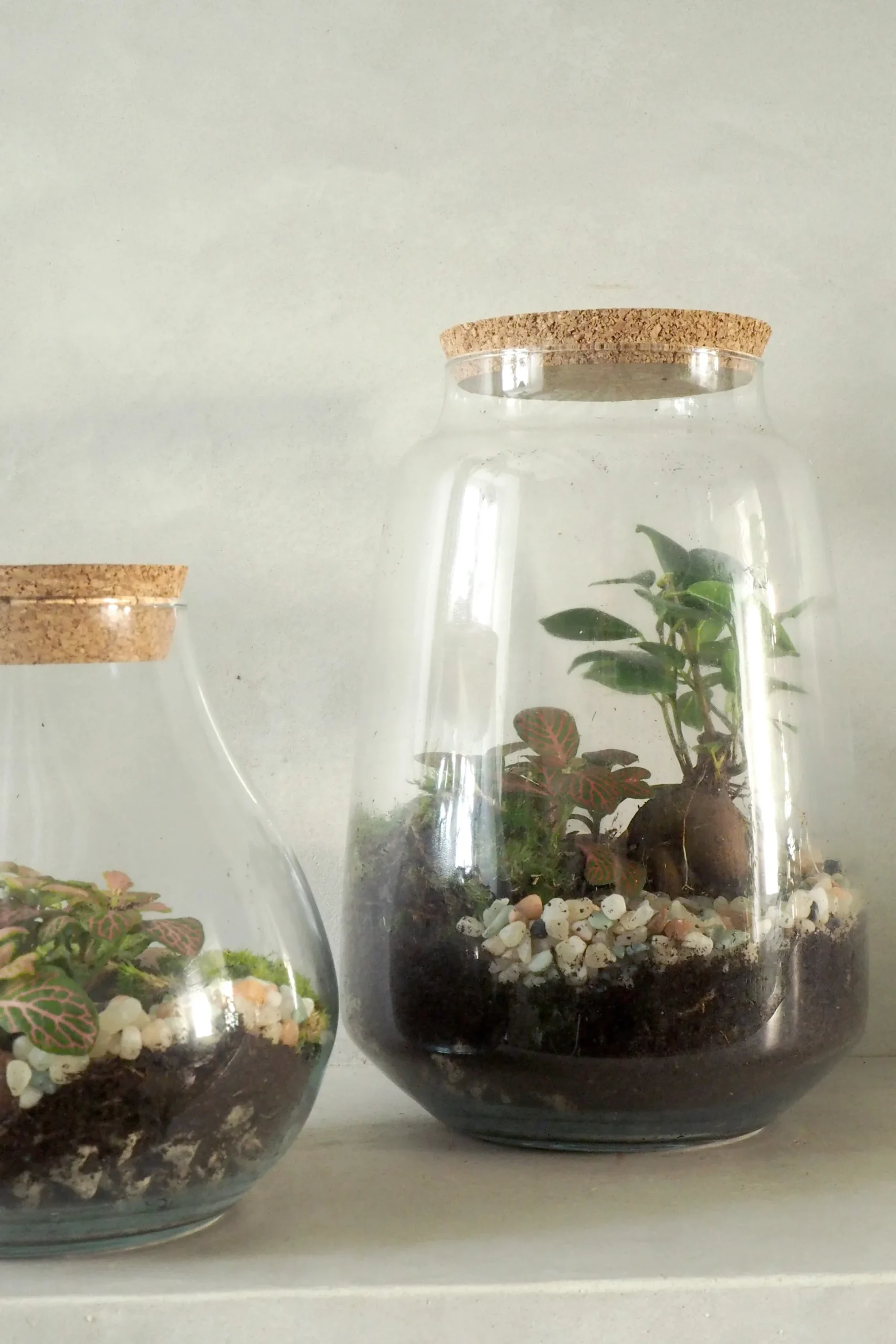 Terrarie med Ficus Bonsai no. 18