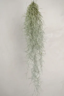 Tillandsia Usneoides