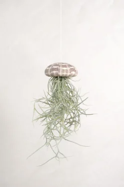 Tillandsia Usneoides i søpindsvin